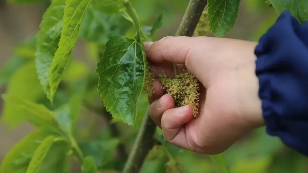 Fleurs de mûrier