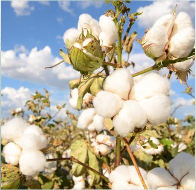 Que sont les tissus en fibres naturelles (1)(1)(1)