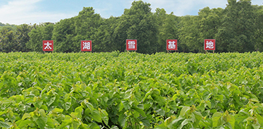 Jardin de mûriers des neiges de Taihu