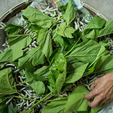 taie d'oreiller en soie de mûrier