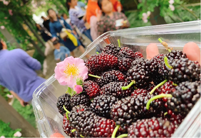 fruit de mûrier frais